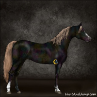 Horse Color:Midnight Liver Chestnut Ice Sabino