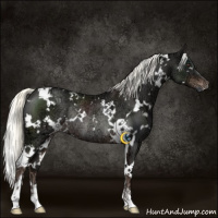 Horse Color:White Spotted Liver Chestnut Ice Mushroom Rabicano 
