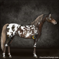 Horse Color:White Spotted Liver Chestnut Ice Appaloosa 