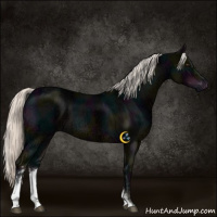 Horse Color:Midnight Liver Chestnut Ice Mushroom Sabino 