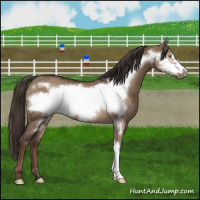 Horse Color:Liver Red Dun Frame Rabicano