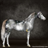 Horse Color:Gray White Spotted Midnight Chocolate Palomino Ice Sabino Splash Appaloosa 