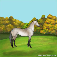 Horse Color:Gray Void Brown Dun Sabino Appaloosa Rabicano