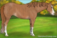 Horse Color:Chestnut  and Chestnut Splash 