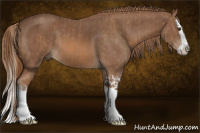 Horse Color:Chestnut Splash and Chestnut Splash