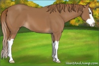 Horse Color:Chestnut Splash 