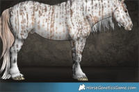 Horse Color:Brown Dun  and Amber Champagne Dun Appaloosa 