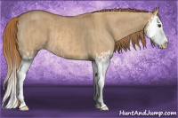 Horse Color:Red Dun Splash  and Red Dun Splash 