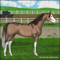 Horse Color:Liver Red Dun Splash 