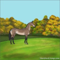 Horse Color:Brown Dun Rabicano 