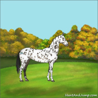 Horse Color:Gray Buckskin Dun Sabino Tobiano Appaloosa Rabicano 