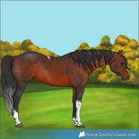 Horse Color:Bay Tobiano Rabicano