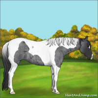 Horse Color:Blue Roan Tobiano 