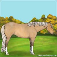 Horse Color:Silver Buckskin Roan 