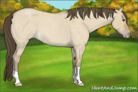 Horse Color:Classic Cream Champagne Roan Dun 