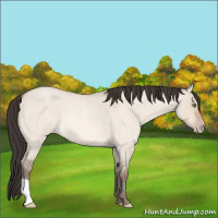 Horse Color:Sable Champagne Roan Dun