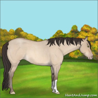 Horse Color:Amber Champagne Roan Dun 