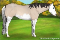 Horse Color:Amber Champagne Roan Dun Splash 