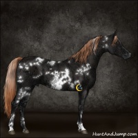 Horse Color:White Spotted Liver Chestnut Ice 