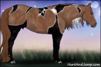 Horse Color:ERROR: UNKNOWN ANOMALY