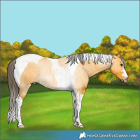 Horse Color:Buckskin Tobiano Rabicano 