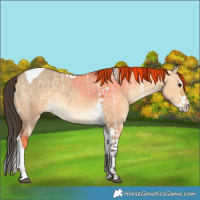 Horse Color:Buckskin Ice Dun Splash Tobiano 