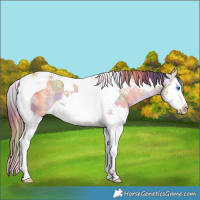 Horse Color:Nacre Buckskin Ice Dun Splash Tobiano 
