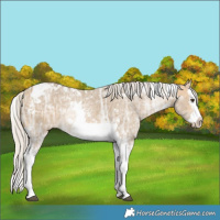 Horse Color:Silver Buckskin Ice Dun Splash Tobiano 