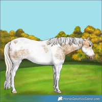 Horse Color:Silver Buckskin Ice Dun Splash Tobiano Frame 