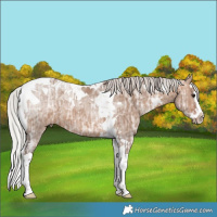 Horse Color:Silver Bay Ice Dun Splash Tobiano 