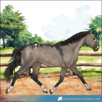 Horse Color:Brown Dun Varnish 