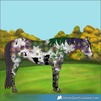 Horse Color:Plaid  Bay Ice Tobiano Frame Rabicano 
