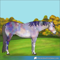 Horse Color:Nacre Buckskin Onyx Tobiano Rabicano 