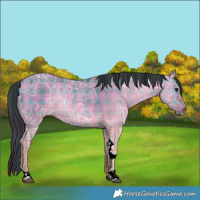 Horse Color:Plaid  Brown Ice Dun Tobiano Rabicano 