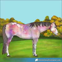 Horse Color:Nacre Buckskin Onyx 