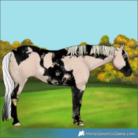 Horse Color:Void Watercolor Silver Classic Champagne Dun Splash Tobiano 