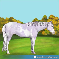 Horse Color:Watercolor Silver Classic Champagne Ice Dun Splash Tobiano 
