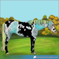 Horse Color:Painted Grullo Ice Splash Tobiano Frame 