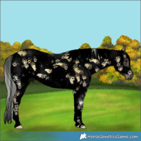 Horse Color:Void Watercolor White Spotted Silver Classic Champagne Onyx Splash Frame 