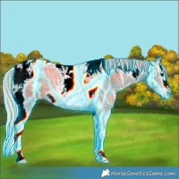 Horse Color:Thunderstruck Silver Grullo Ice Splash Tobiano Frame 