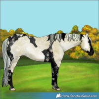 Horse Color:Void Watercolor Silver Classic Champagne Ice Onyx Splash Tobiano 