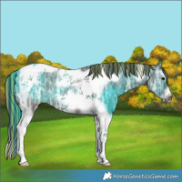 Horse Color:Painted Grullo Ice Splash Tobiano Frame 