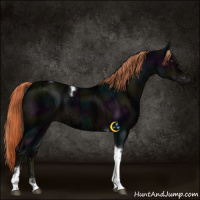 Horse Color:Midnight Liver Chestnut Ice Tobiano 
