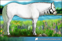 Horse Color:Gray Liver Red Roan Tobiano