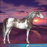 Horse Color:Liver Chestnut Sabino Tobiano