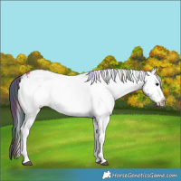 Horse Color:Nacre White Spotted Black Ice 