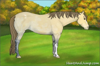 Horse Color:Buckskin Ice Varnish 