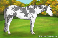 Horse Color:White Spotted Black Splash Appaloosa 