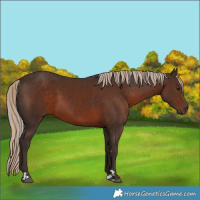 Horse Color:Painted Liver Chestnut 