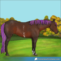 Horse Color:Painted Liver Chestnut Sabino 